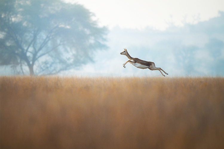 Nikon Z6 III z ob. 24-120mm f/4 S  