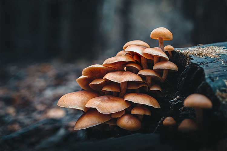 OM SYSTEM M.Zuiko Digital 20mm f/1.4 PRO (czarny)  