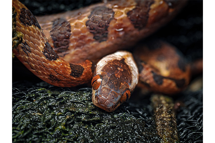 OM System M.Zuiko Digital 90mm f/3.5 Macro IS PRO (czarny)  