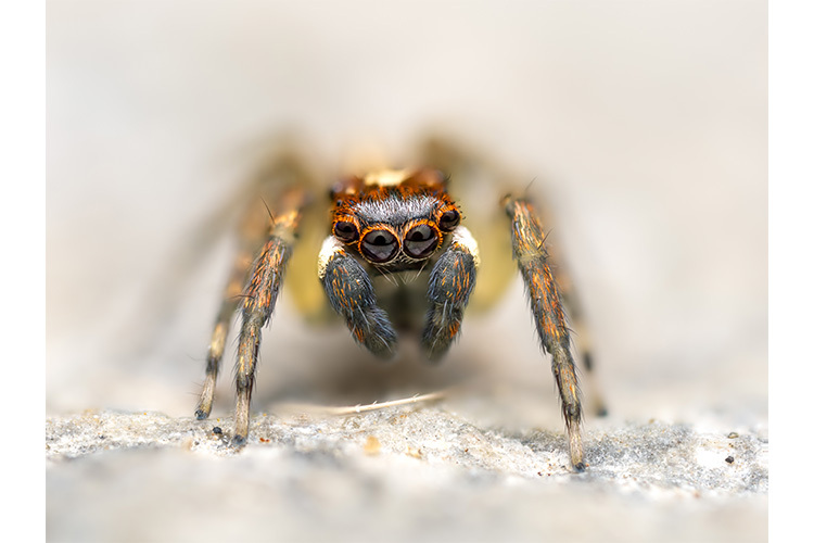 OM System M.Zuiko Digital 90mm f/3.5 Macro IS PRO (czarny)  