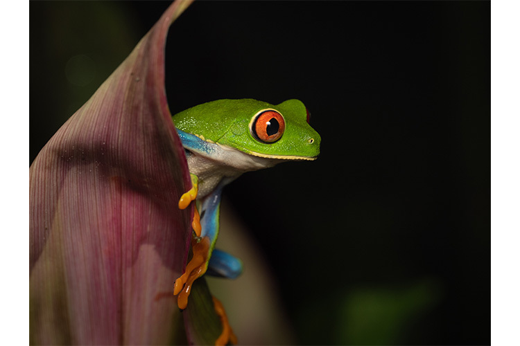 OM System M.Zuiko Digital 90mm f/3.5 Macro IS PRO (czarny)  