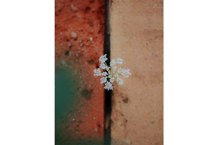 OM System M.ZUIKO DIGITAL 25mm f/1.8 II  