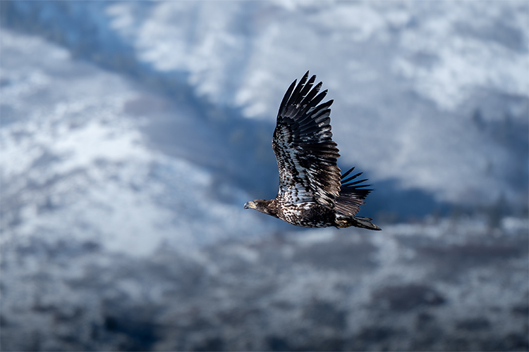 OM System M.Zuiko Digital ED 100-400mm f/5.0-6.3 IS II  