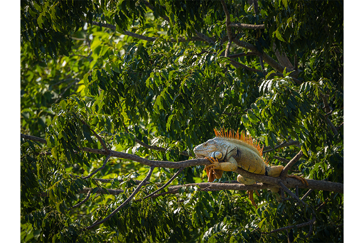 OM System M.Zuiko Digital ED 100-400mm f/5.0-6.3 IS II  