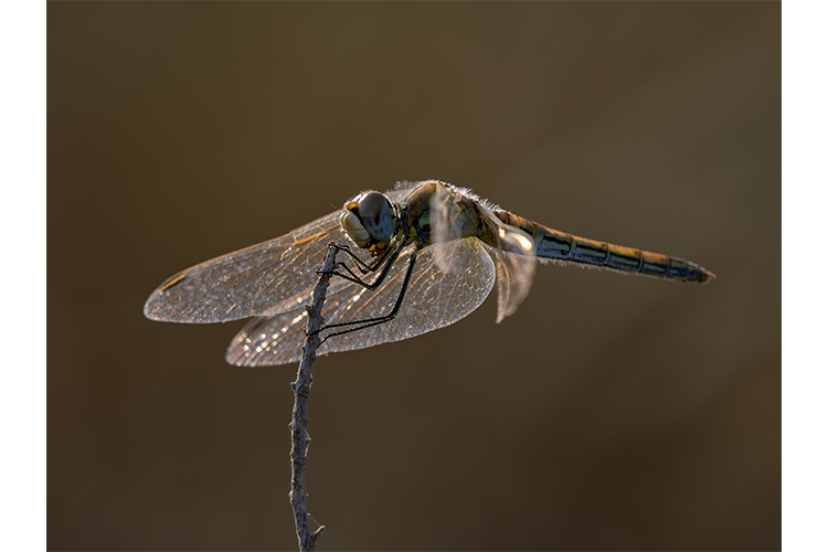 OM System M.Zuiko Digital ED 100-400mm f/5.0-6.3 IS II  