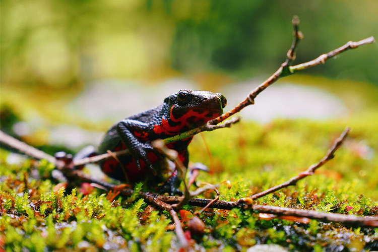 OM System OM-5 II body (srebrny)  