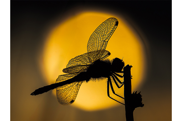 OM System M.Zuiko Digital ED 50-200mm f/2.8 IS PRO  