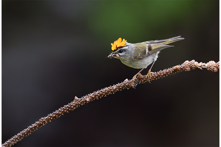 OM System M.Zuiko Digital ED 50-200mm f/2.8 IS PRO  