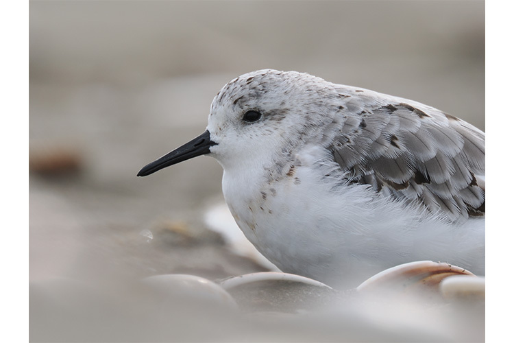 OM System OM-1 II + 12-40mm II (czarny)  