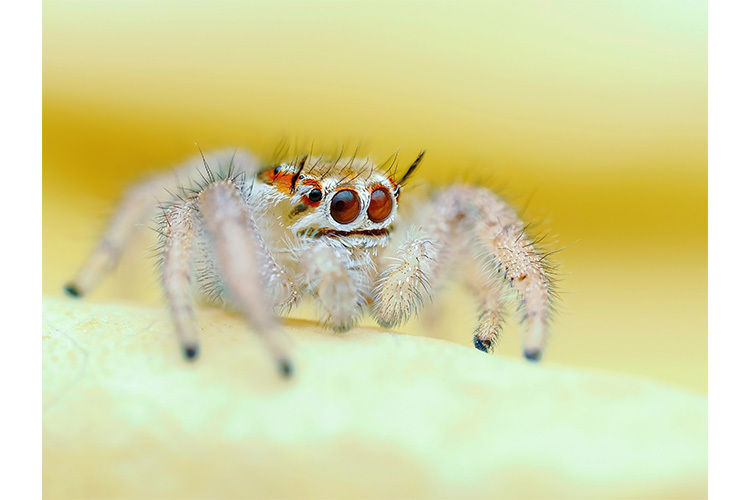 OM System OM-1 II + 12-40mm II (czarny)  