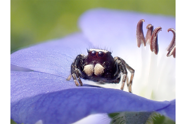 OM System TG-7 (Czerwony)  