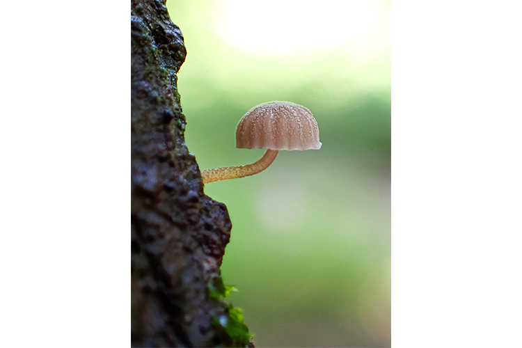 OM System TG-7 (Czerwony)  