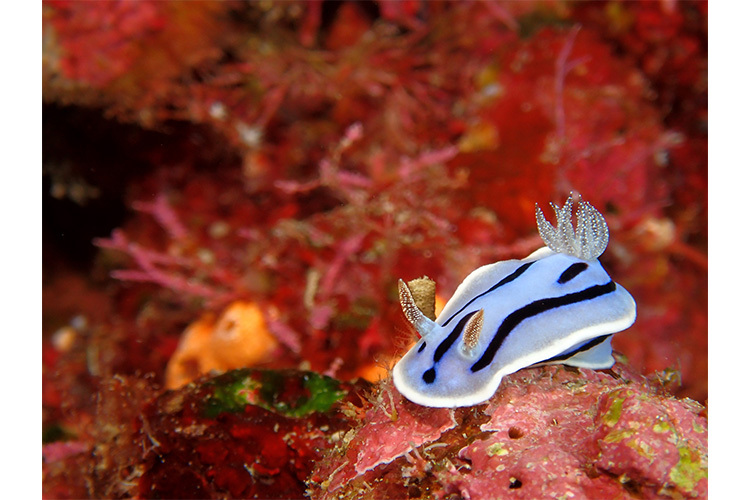 OM System TG-7 (Czerwony)  