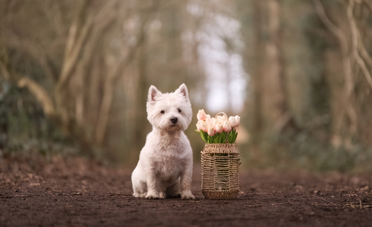 Samyang AF 35-150 f/2.0-2.8 (Sony)