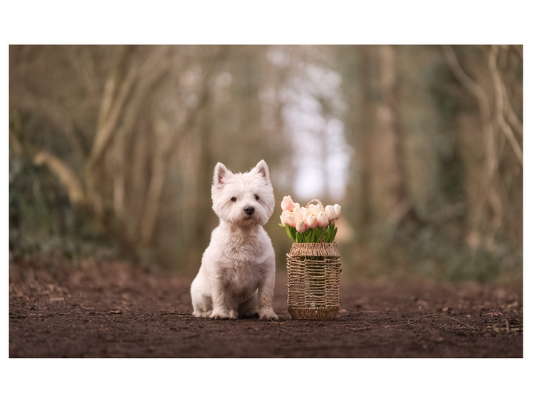 Samyang AF 35-150mm f/2.0-2.8 (Sony) ze stacją dokującą