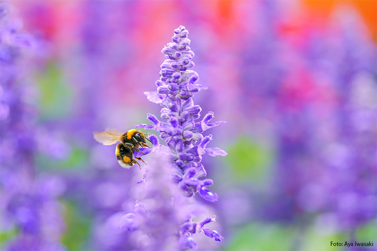 Sigma A 105mm f/2.8 DG DN MACRO (Sony E)  