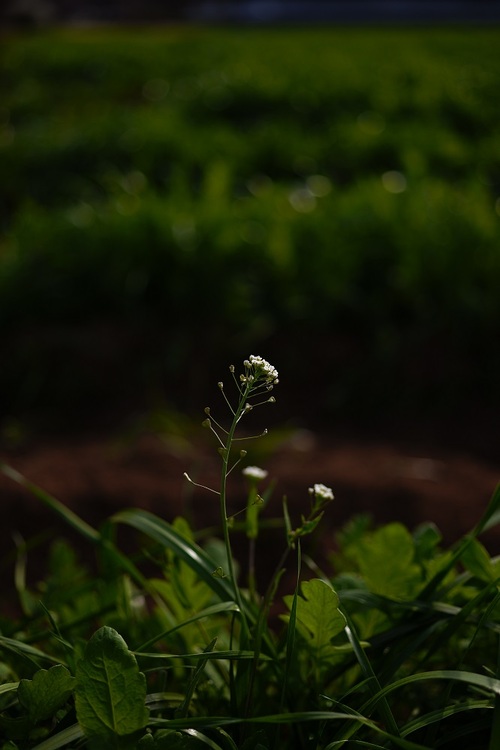 Sigma C 23mm f/1.4 DC DN (Sony E)  