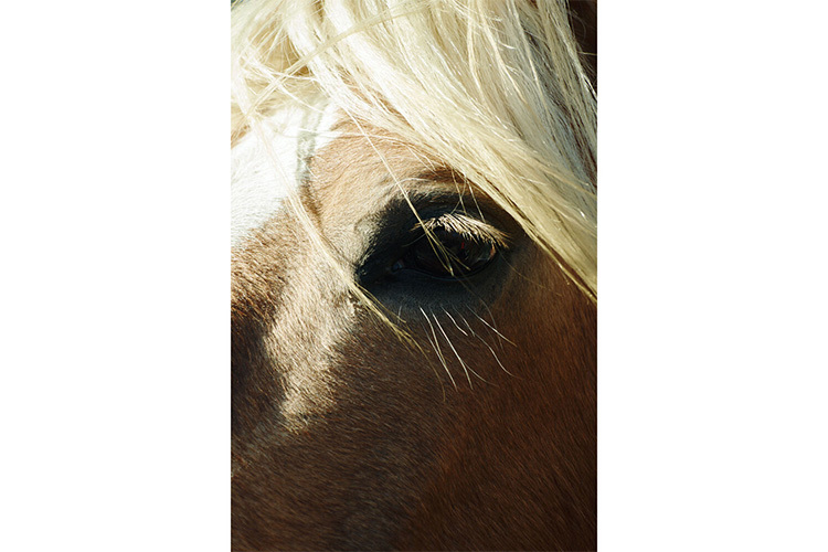 Sigma C 16-300mm f/3.5-6.7 DC OS CANON R  