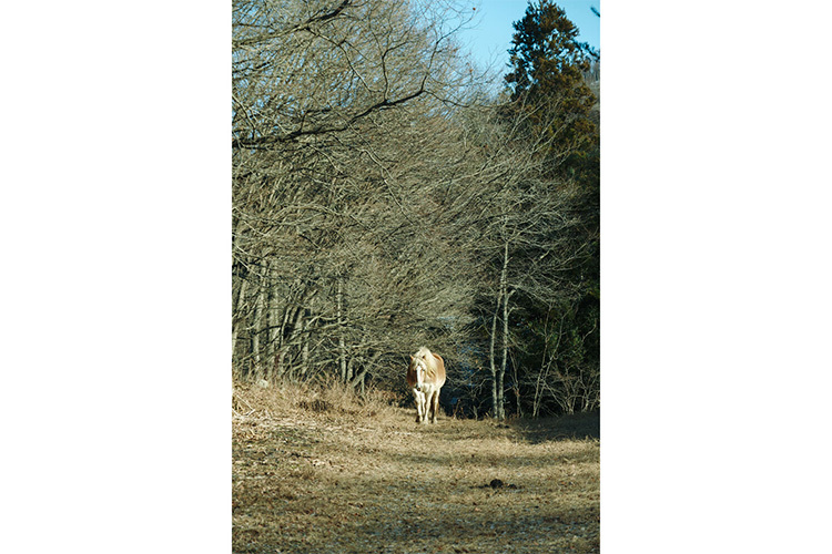 Sigma C 16-300mm f/3.5-6.7 DC OS FUJI X  