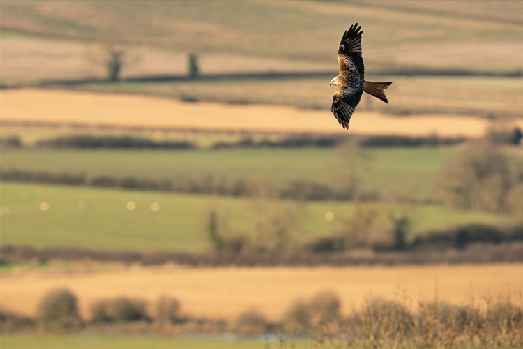 Sigma S 300-600mm f/4 DG OS SONY E  