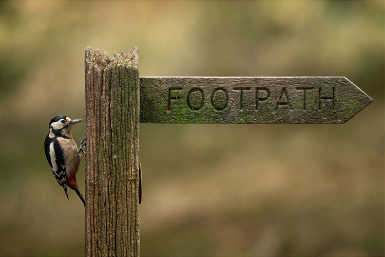 Sigma S 300-600mm f/4 DG OS SONY E  