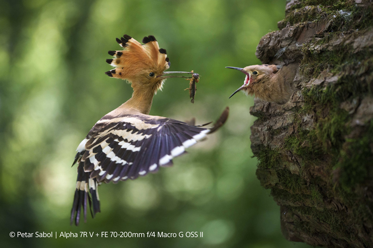 Sony FE 70-200 f/4.0 Macro G II OSS (SEL70200G2)  