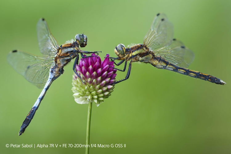 Sony FE 70-200 f/4.0 Macro G II OSS (SEL70200G2)  