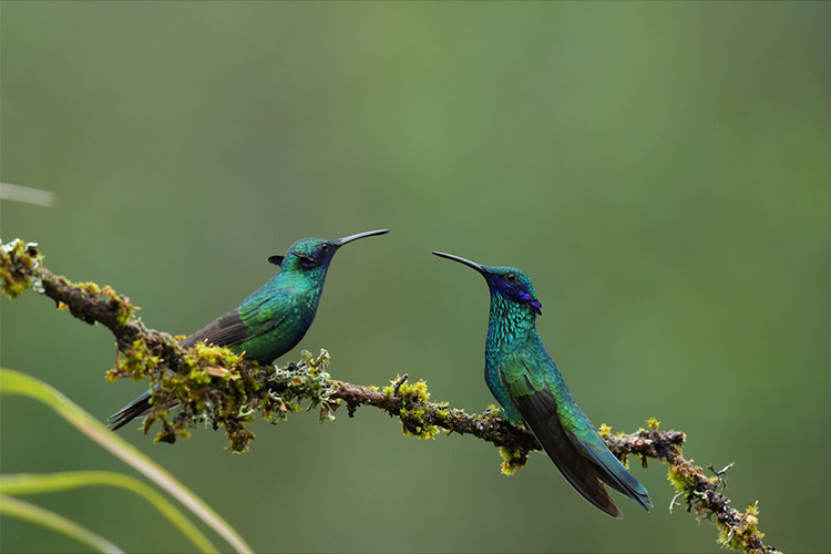 Sony FE 400-800mm f/6.3-8.0 G OSS (SEL400800G)  