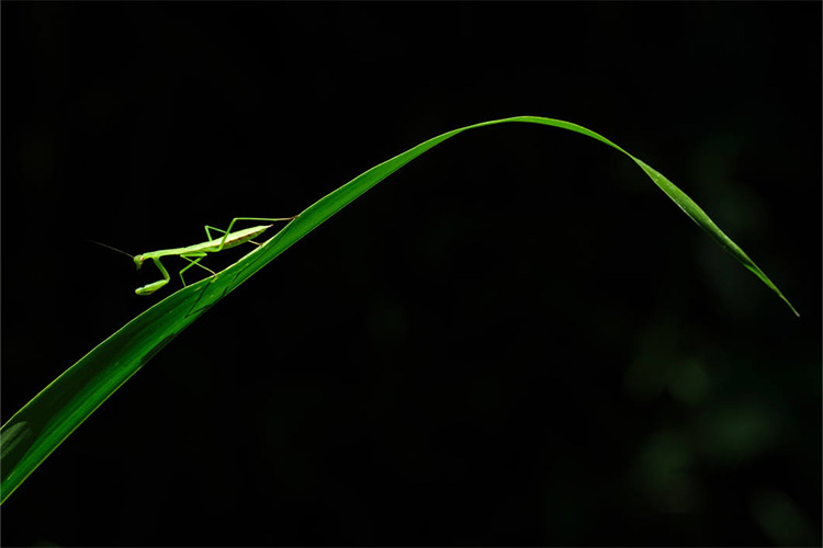 Tamron 150-500mm f/5-6.7 Di III VC VXD (Fuji X)