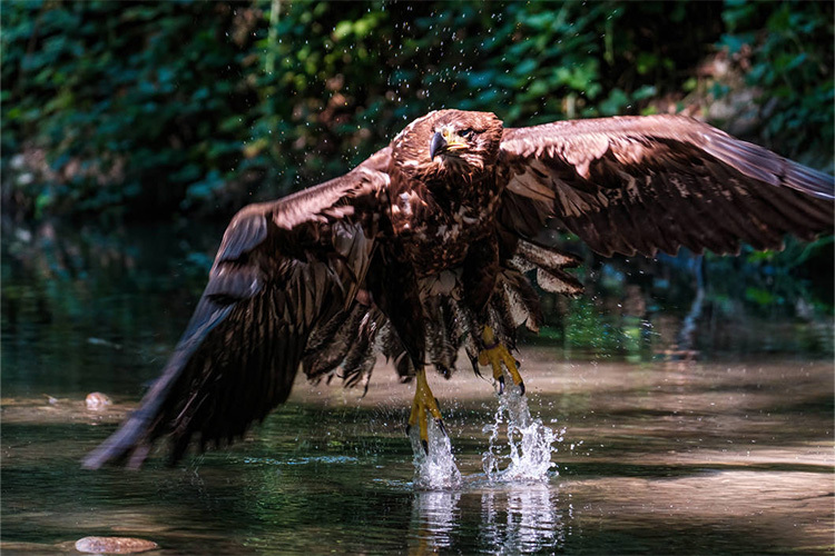 Tamron 150-500mm f/5-6.7 Di III VC VXD (Fuji X)