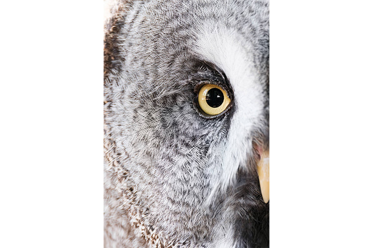 Tamron 150-500mm f/5-6.7 Di III VC VXD (Fuji X)