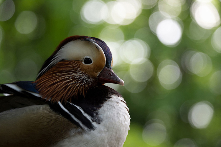 Tamron 50-400mm f/4.5-6.3 Di III VC VXD (Nikon Z)