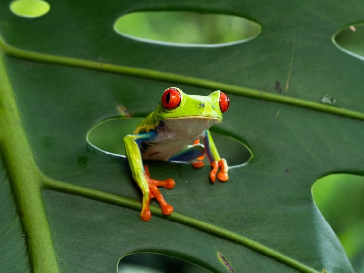 Tamron 90mm f/2.8 Di III VXD (Nikon Z)