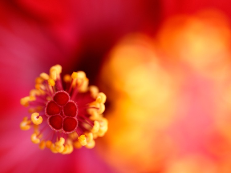 Tamron 90mm f/2.8 Di III VXD (Nikon Z)