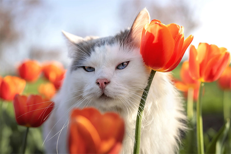 VILTROX AF 35mm 1.2 LAB (Sony FE)