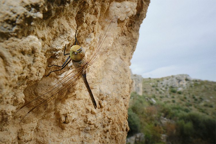 Fujifilm X-S20 16-50mm  