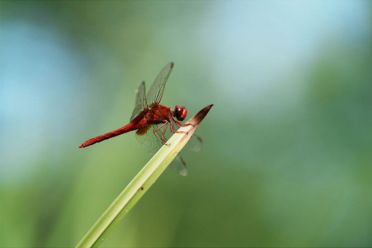 Sony A7CR Czarny (ILCE-7CRB) body  