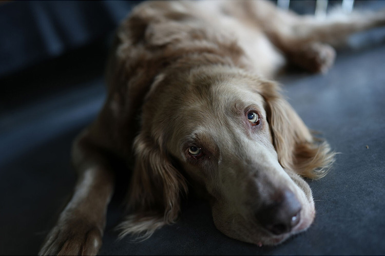 Sony A7C II Srebrny z ob. 28-60mm f/4-5.6 (ILCE-7CM2LS)  