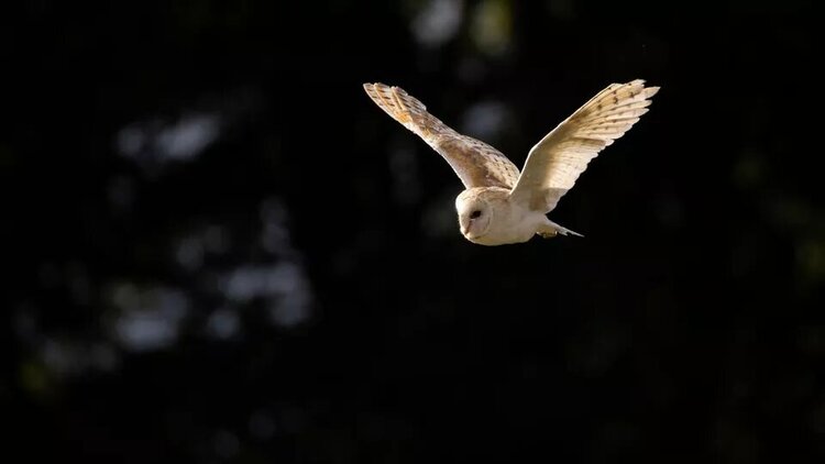 Canon RF 200-800mm f/6.3-9 IS STM  