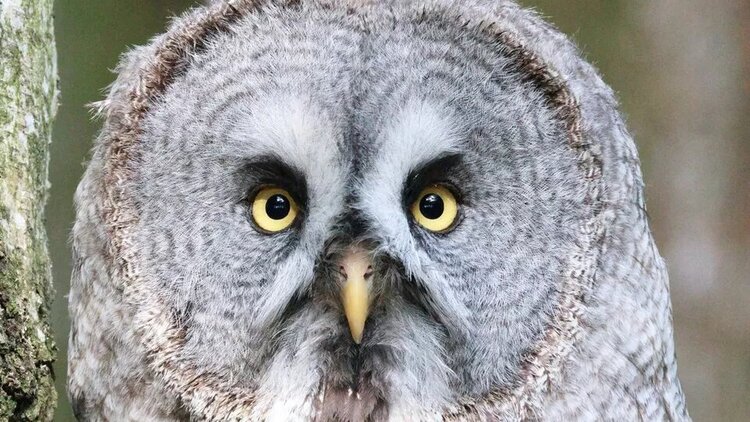 Canon RF 200-800mm f/6.3-9 IS STM  