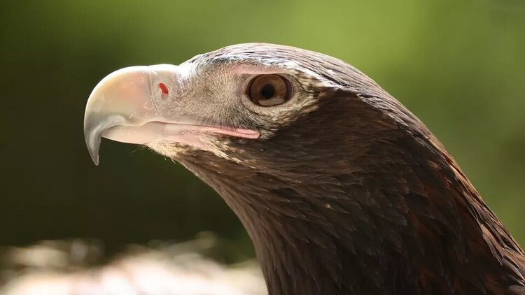 Canon RF 200-800mm f/6.3-9 IS STM  