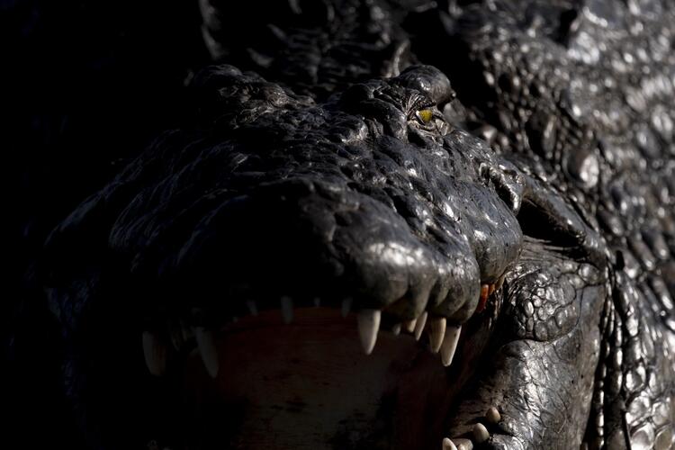 Sigma C 100-400mm f/5-6.3 DG DN OS (Fuji X)  