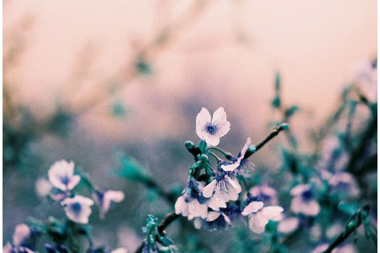 Film Lomography TurquoisISO 100-400/36 /135