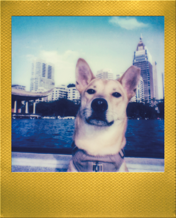 Wkłady Polaroid 2 x GO Color - złota ramka