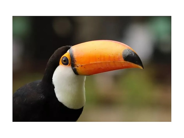 Canon RF 75-300mm f/4-5.6  